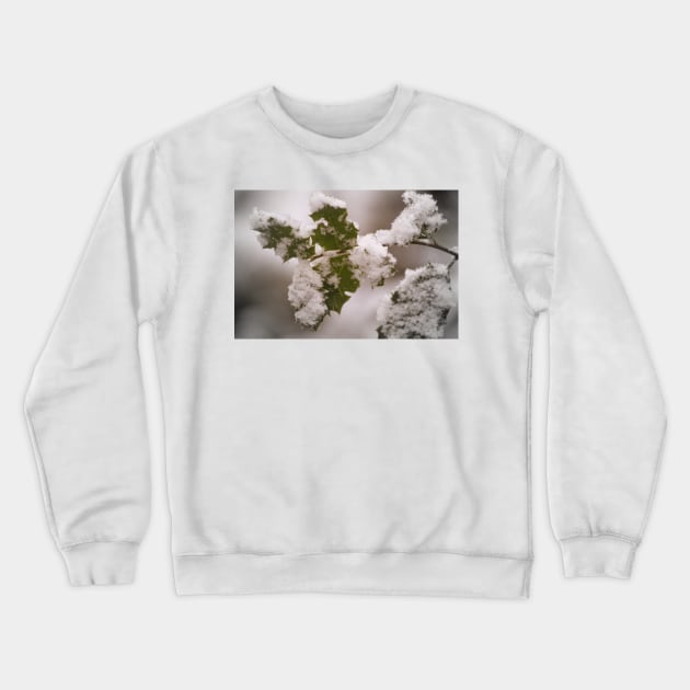 snow covered holly leaves Crewneck Sweatshirt by DlmtleArt